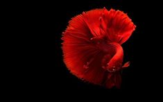 a red siamese fish in the dark with its tail curled up and it's head turned to the side