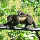 two monkeys sitting on top of a metal bar in front of some trees and bushes