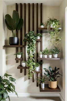 several potted plants are arranged on shelves