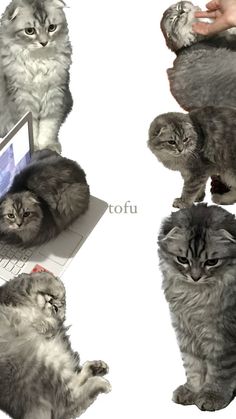 four different pictures of cats sitting on top of a laptop