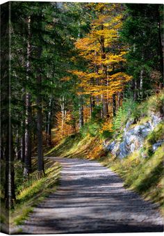 a dirt road surrounded by trees with yellow leaves