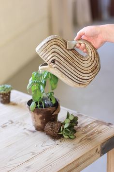 a person is holding a piece of cloth over a potted plant on a wooden table