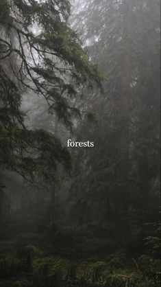 foggy forest with trees and the words forests written in white on it's side