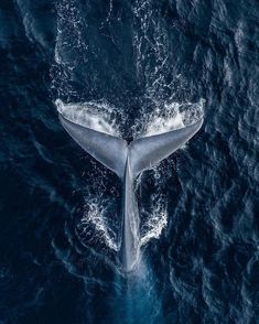 the tail of a humpback whale as seen from above