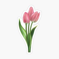 pink tulips sticker on white background with room for your text or image