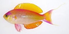 an orange and yellow fish with pink fins