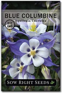 blue and white flowers with the words blue columbine on it's front