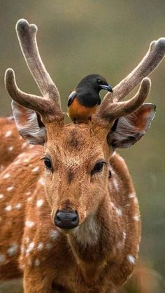 a bird sitting on the back of a deer's antelope, looking at the camera