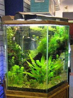 an aquarium filled with green plants and other aquatic items in a store display case on top of a wooden table