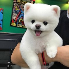 a person holding a small white dog in their arms with comic books on the wall behind them