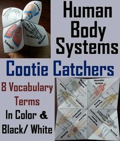 Human Body Systems: These human body systems cootie catchers are a great way for students to have fun while learning about the different body systems in the human body. Human Body Systems Included: ♦ Skeletal, Muscular, Nervous, Cardiovascular, Respiratory, Digestive, Endocrine, Lymphatic These... Teaching Body Systems, Human Body Systems Activities, Body Systems Activities, Human Body Lesson, Middle School Health