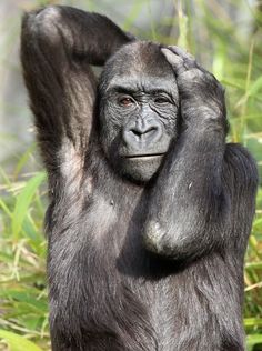 a close up of a gorilla with its hands on his head and one hand in the air