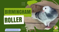 a pigeon sitting on top of a wooden floor next to a green sign that says birmingham roller