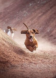 two dogs running in the dirt with their mouths open