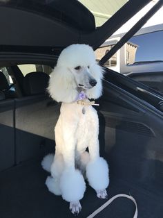 a poodle sitting in the back seat of a car