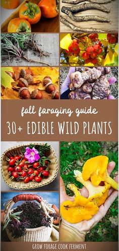 the fall foraging guide for edible wild plants is featured in this cover image with text overlay