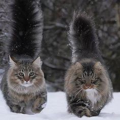 two cats are walking in the snow with their paws on each other's back legs