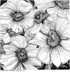 black and white drawing of flowers with large petals on the bottom, surrounded by smaller ones