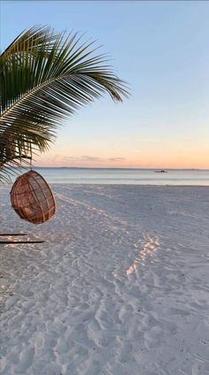 a hammock hanging from a palm tree on the beach