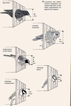 the diagram shows different types of birds in their nest box, including an owl and a bird