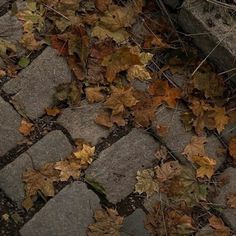 an umbrella is laying on the ground surrounded by leaves