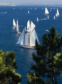 a group of sailboats sailing in the ocean near pine trees and other small boats