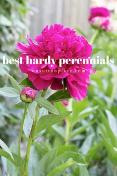 a pink flower with the words best hardy premnals on it in front of green leaves