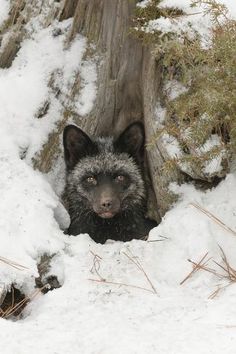 a black and white animal in the snow next to a tree stump with snow on it