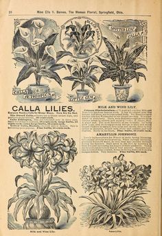 an old advertisement for cala lilies from the early 1900's, showing different types of flowers