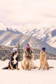 three dogs are sitting in the snow with hats on their heads and mountains behind them