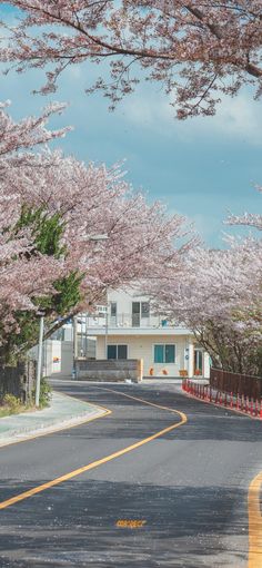 the road is lined with blossoming trees on both sides