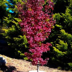 a small tree with red leaves in the middle of a dirt area next to some trees