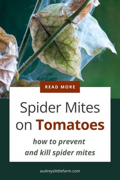 spider mitts on tomatoes how to prevent and kill spider mitts - read more