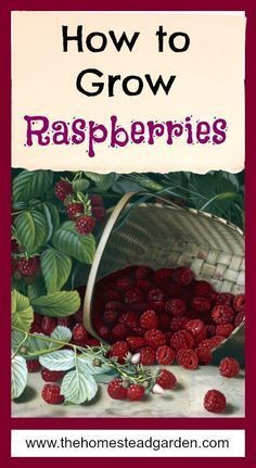 a basket full of raspberries with the title how to grow raspberries