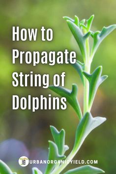 a plant with the words how to propagate string of dolpins on it