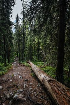 a fallen tree in the middle of a forest