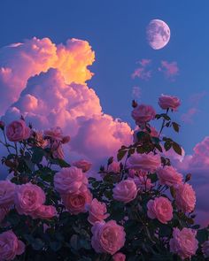 pink roses are blooming in front of the moon