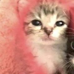 two small kittens are sitting next to each other on a pink blanket and one is looking at the camera