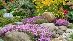 a garden filled with lots of flowers and rocks