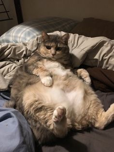 a large cat laying on top of a bed