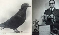 a black and white photo of a man holding a trophy next to a bird