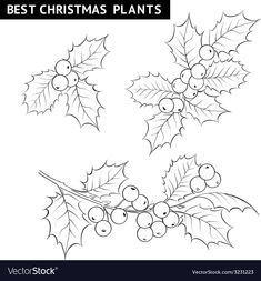 christmas plants with holly leaves and berries on white background stock photo - 957982