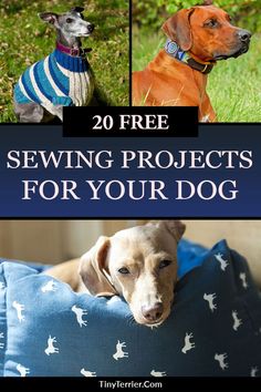 two dogs sitting on a pillow with the title 20 free sewing projects for your dog