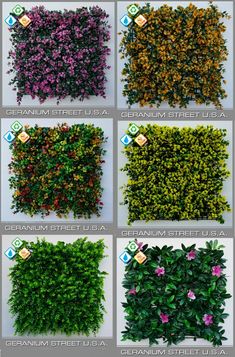 different types of plants that are growing on the wall