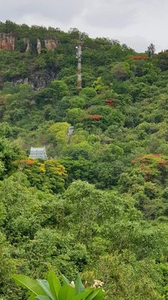 trees and bushes on the side of a mountain with a house in the distance behind them