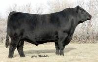 a large black cow standing on top of a dry grass covered field next to trees