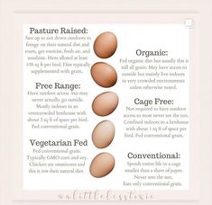 an image of eggs in different stages