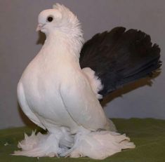 a white and black bird standing on top of a green bed cover covered in feathers