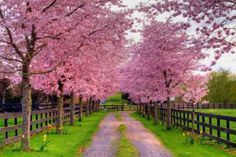 a dirt road surrounded by trees with pink flowers