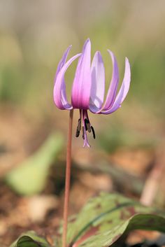 a small purple flower with green leaves in the background